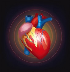 人体器官人体心脏器官设计矢量素材