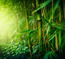 高清竹子摄影