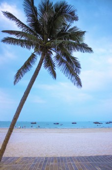 大自然海边棕榈树图片