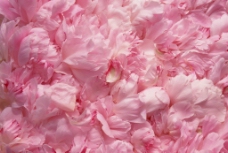 粉色花素材图片