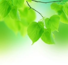 春季主题清新绿叶背景图片