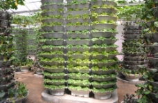 绿色蔬菜植物工厂图片