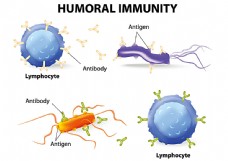 其他生物抗体免疫力