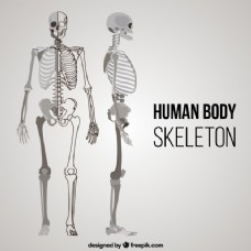 人体骨骼在不同位置
